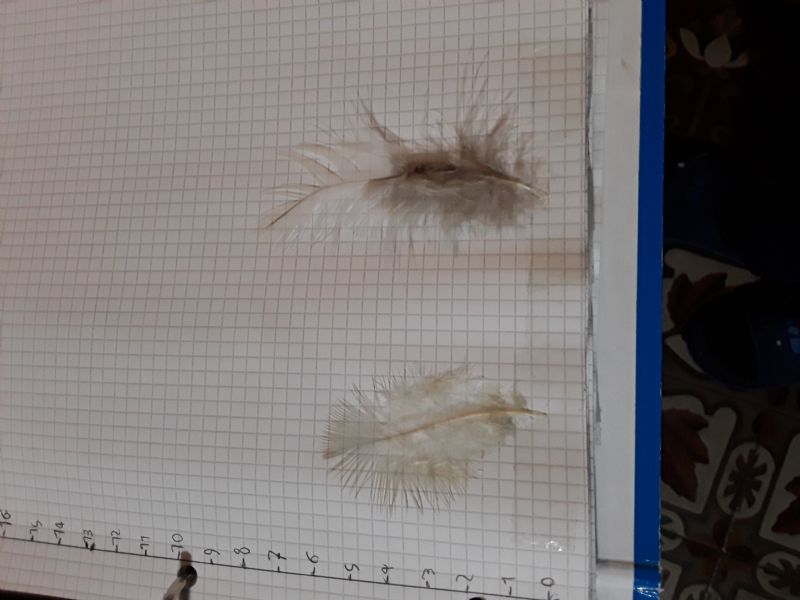 Trovata in un lago in Sicilia. Penso acquatico . Secondo voi cos'' �?